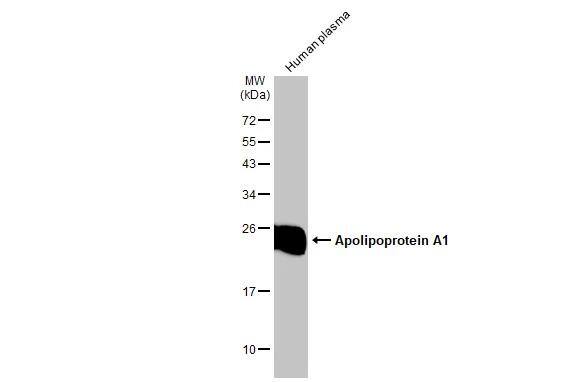 Apolipoprotein A-I/ApoA1 Antibody - BSA Free