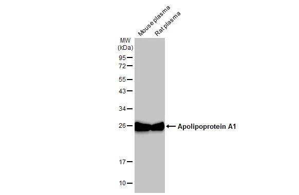 Apolipoprotein A-I/ApoA1 Antibody - BSA Free