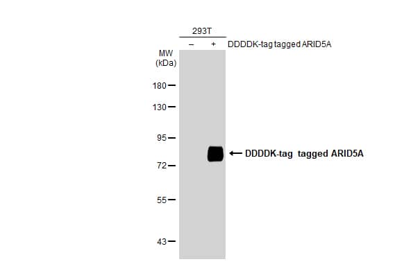 ARID5A Antibody