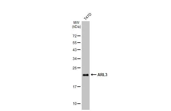 ARL3 Antibody