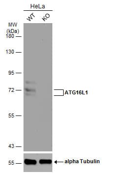 ATG16L1 Antibody
