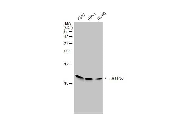 ATP5J Antibody - BSA Free
