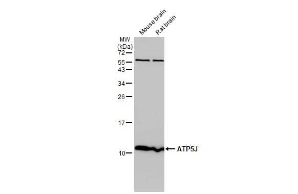 ATP5J Antibody - BSA Free