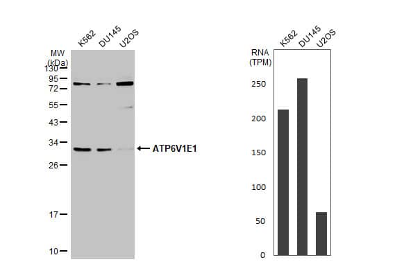 ATP6V1E1 Antibody