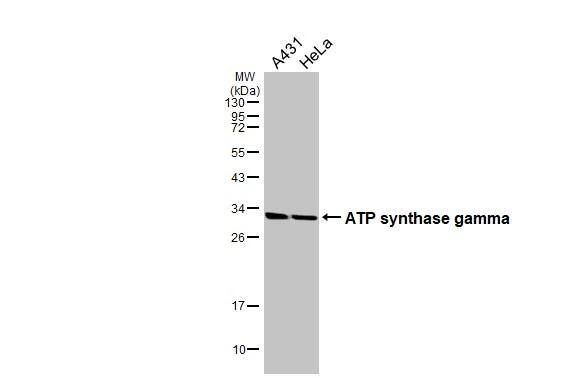 ATPG Antibody - BSA Free