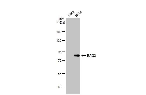 BAG3 Antibody