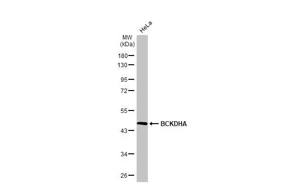 BCKDHA Antibody