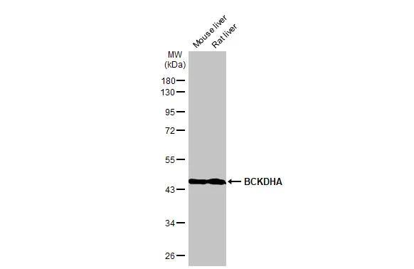 BCKDHA Antibody