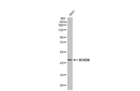 BCKDK Antibody