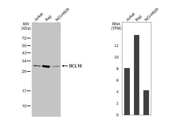 Bcl-10 Antibody