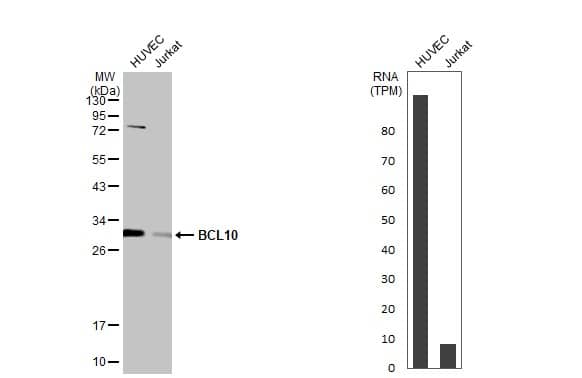 Bcl-10 Antibody