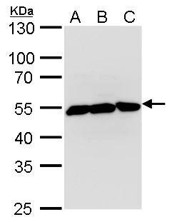 beta II Tubulin A Antibody