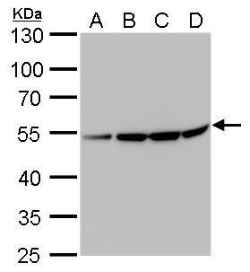beta II Tubulin A Antibody