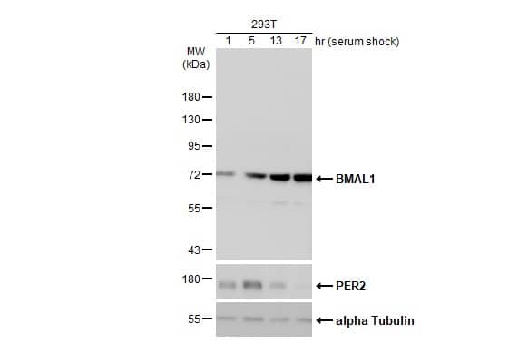 BMAL1 Antibody