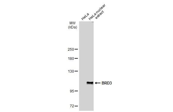BRD3 Antibody