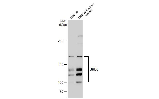 BRD8 Antibody