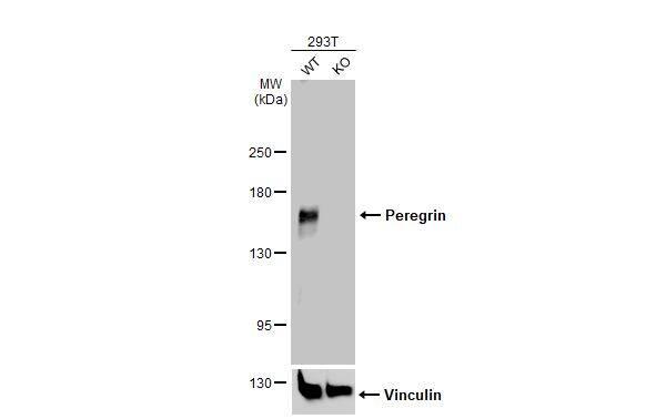 BRPF1 Antibody