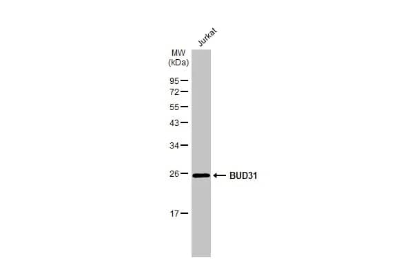 BUD31 Antibody