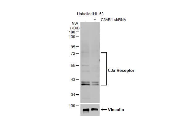 Complement Component C3aR Antibody