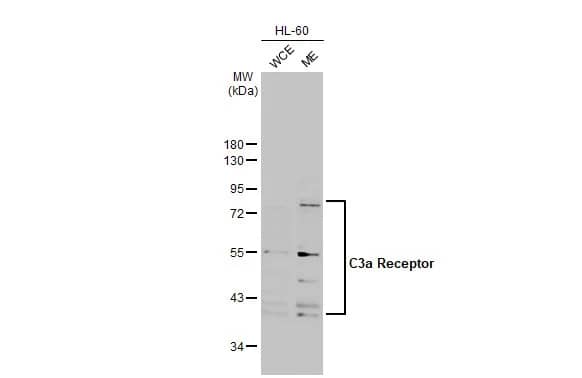 Complement Component C3aR Antibody