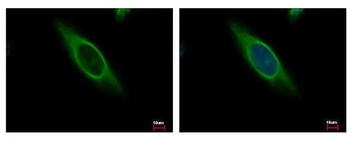 CAB39 Antibody - BSA Free