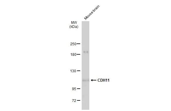 Cadherin-11 Antibody