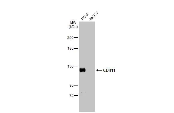 Cadherin-11 Antibody