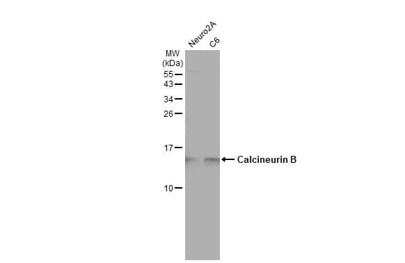 Calcineurin B Antibody