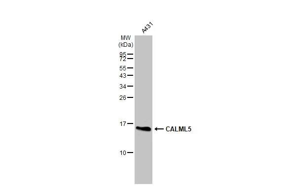 CALML5 Antibody
