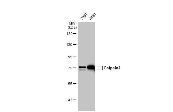 Calpain 2 Antibody