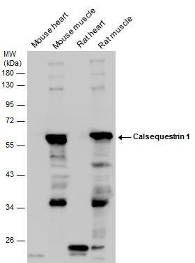 Calsequestrin 1 Antibody Calsequestrin 1 Antibody