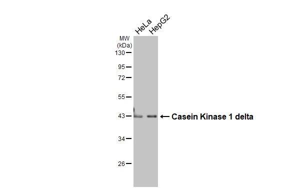 Casein Kinase 1 delta Antibody