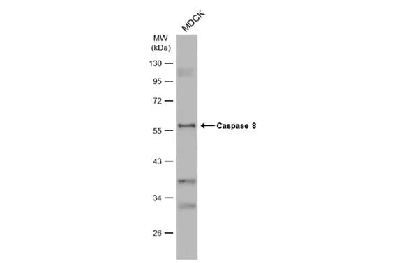 Caspase-8 Antibody