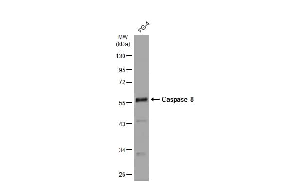 Caspase-8 Antibody