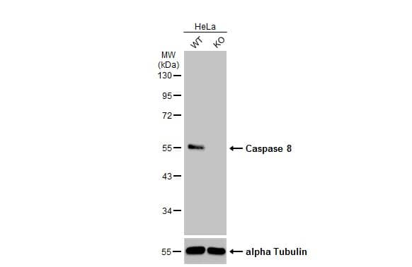 Caspase-8 Antibody - BSA Free