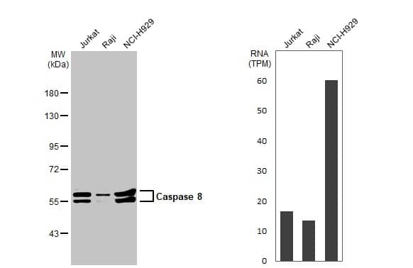 Caspase-8 Antibody - BSA Free