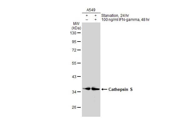 Cathepsin S Antibody
