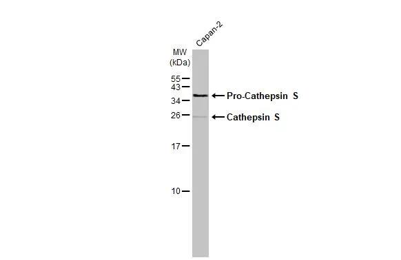 Cathepsin S Antibody