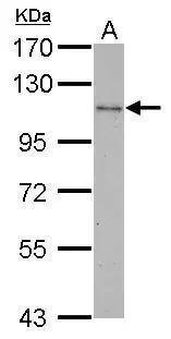 CBL Antibody - BSA Free