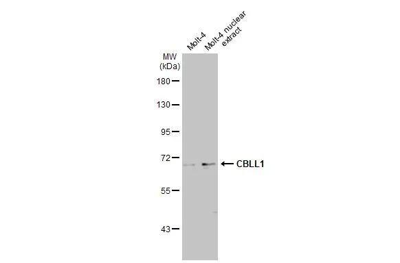 CBLL1 Antibody
