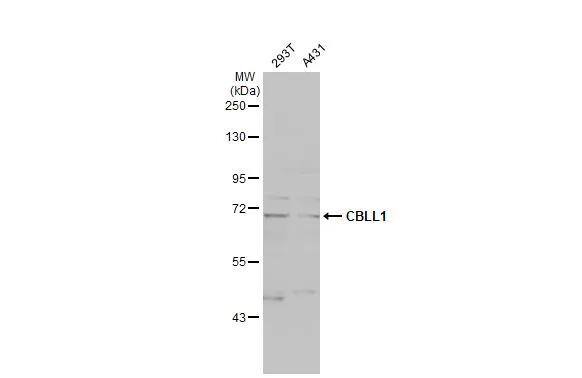 CBLL1 Antibody
