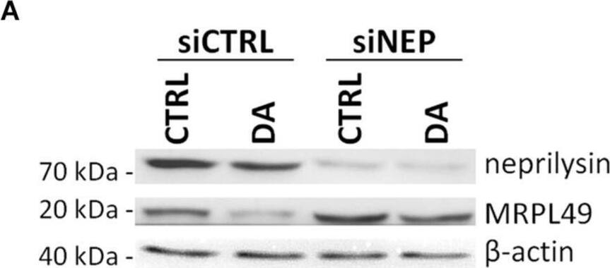Neprilysin/CD10 Antibody - BSA Free