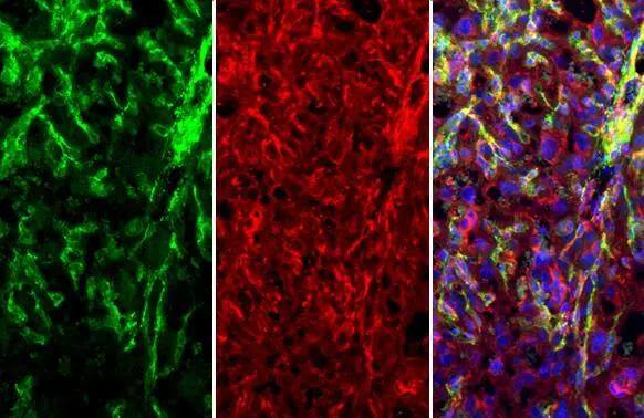 MCAM/CD146 Antibody - Azide Free