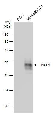 PD-L1 Antibody