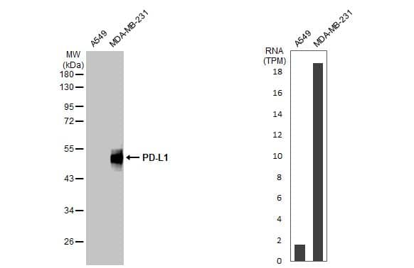 PD-L1 Antibody - BSA Free