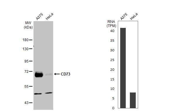 5'-Nucleotidase/CD73 Antibody