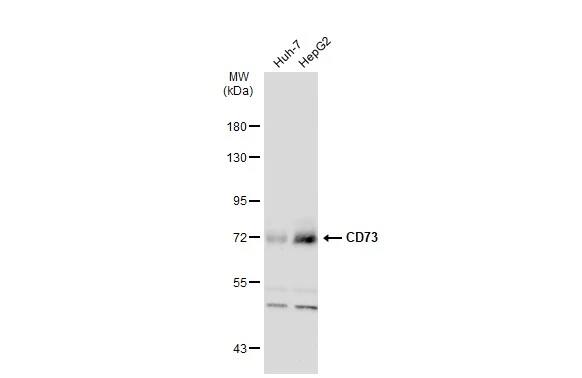 5'-Nucleotidase/CD73 Antibody