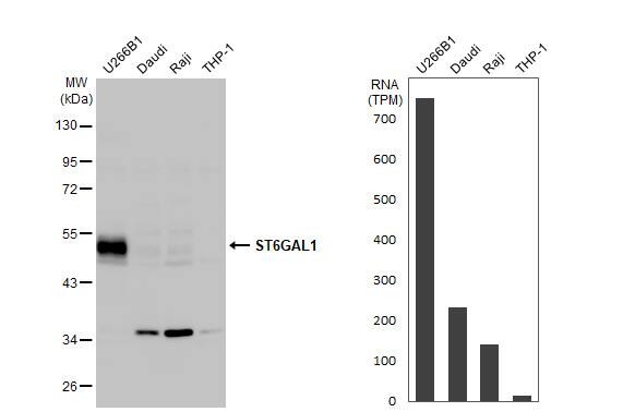 ST6 Gal Sialyltransferase 1/ST6GAL1/CD75 Antibody