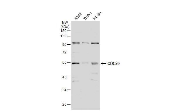 Cdc20 Antibody - BSA Free