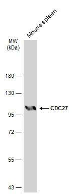 Cdc27 Antibody